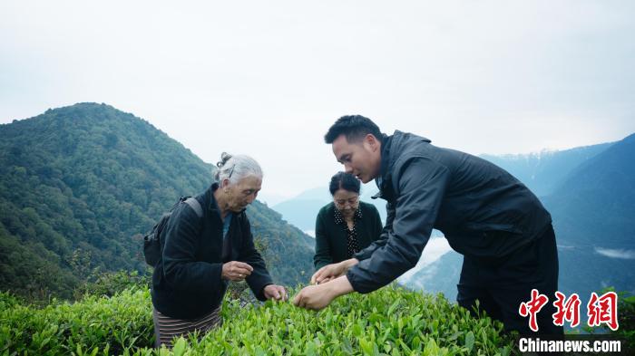 圖為銀發(fā)旅游體驗(yàn)團(tuán)兩位老人體驗(yàn)采茶?！∥鞑貙ｍ?xiàng)旅游協(xié)會(huì)供圖