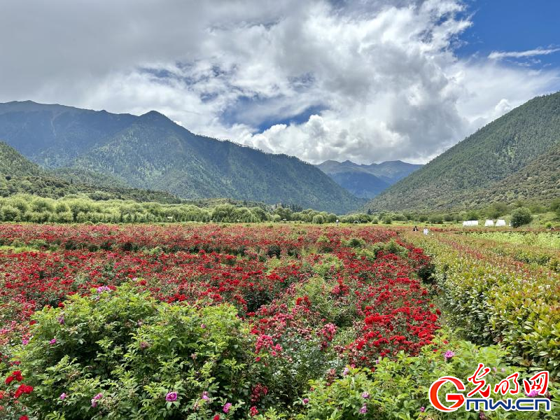 我們的家園丨工布花谷：高原花開香飄全國，產(chǎn)業(yè)經(jīng)濟增收致富