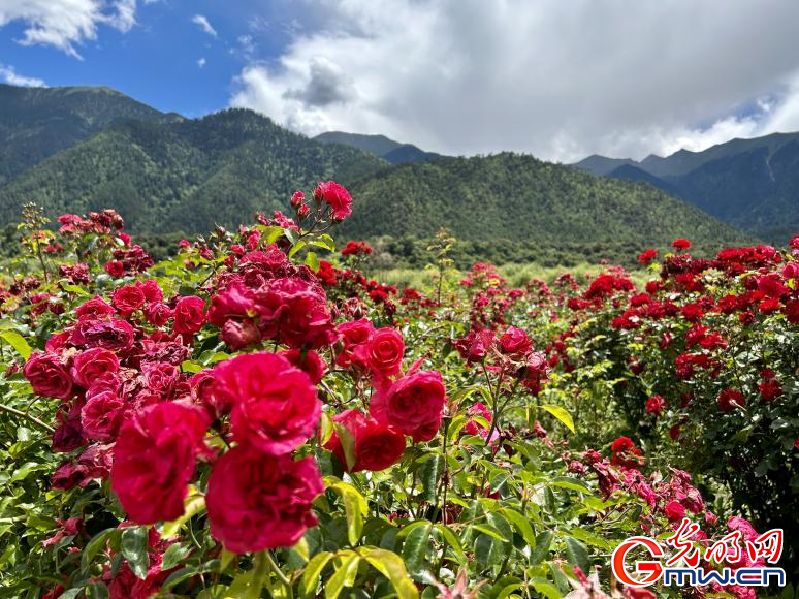 我們的家園丨工布花谷：高原花開香飄全國，產(chǎn)業(yè)經(jīng)濟(jì)增收致富