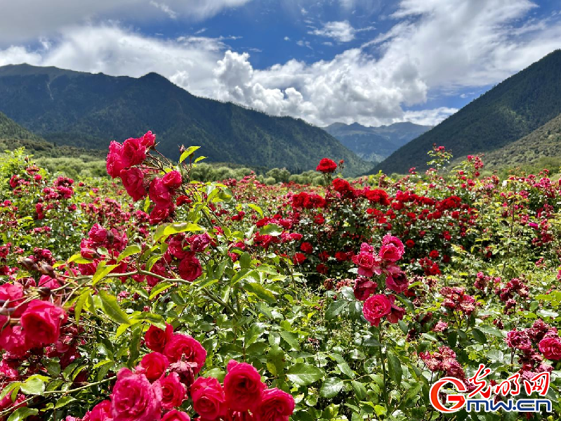 我們的家園丨【組圖】 綠水青山入畫，“金山銀山”筑起