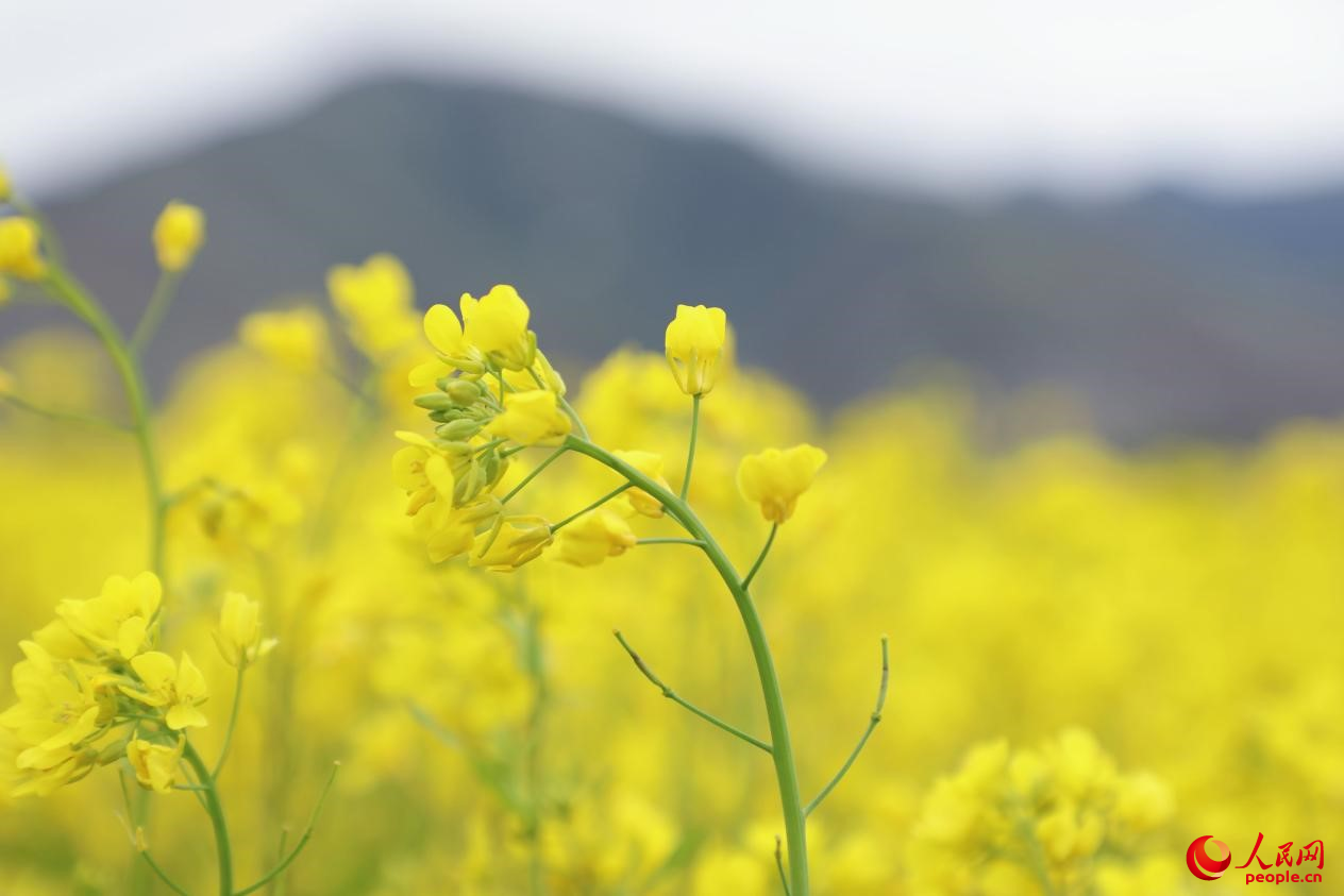 金色油菜花鋪滿大地。 人民網(wǎng) 李海霞攝