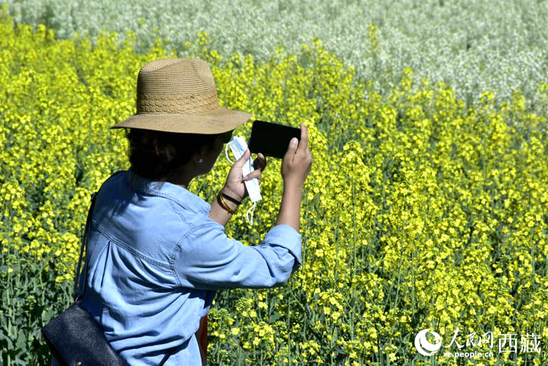 大片油菜花吸引游客到來。人民網(wǎng) 李海霞攝