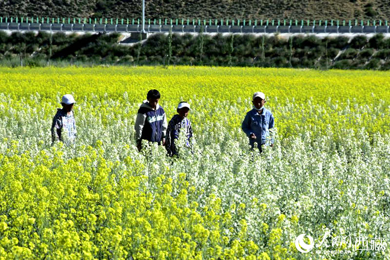 小孩在油菜花田嬉戲。人民網(wǎng) 李海霞攝