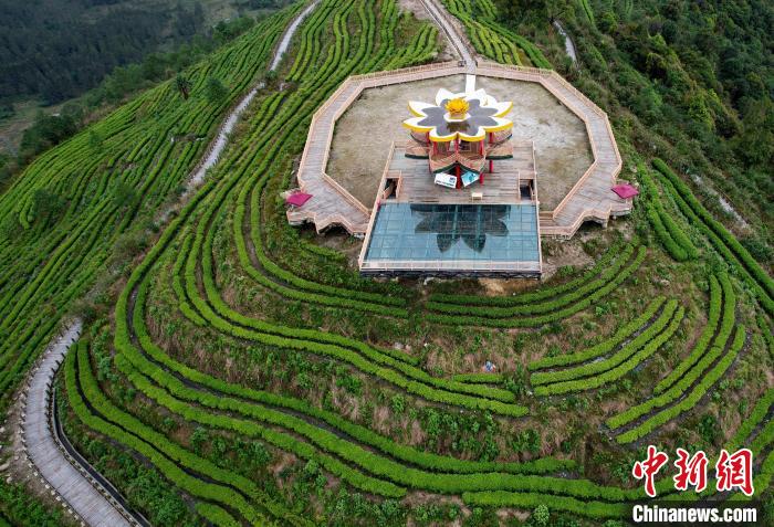 圖為西藏林芝市墨脫縣背崩鄉(xiāng)格林村山頂?shù)木坝^茶園。(無人機(jī)照片) 李林 攝